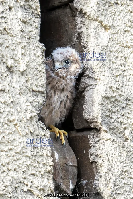 : Common Common Kestrel (Falco tinnunculus), young : Common Common Kestrel (Falco tinnunculus), young