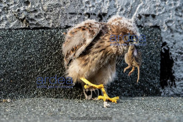 : Common Common Kestrel (Falco tinnunculus), young : Common Common Kestrel (Falco tinnunculus), young