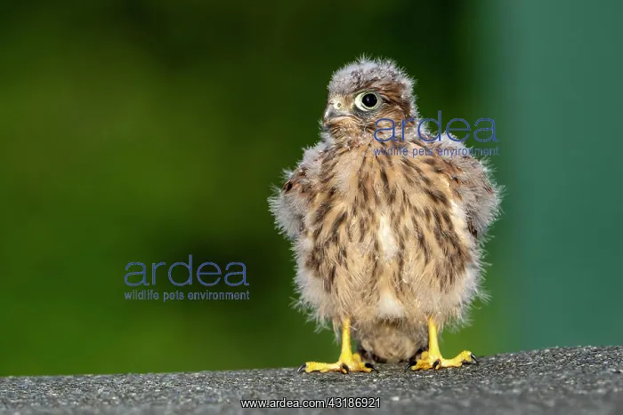 : Common Common Kestrel (Falco tinnunculus), young : Common Common Kestrel (Falco tinnunculus), young