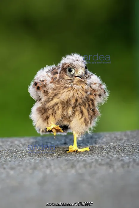 : Common Common Kestrel (Falco tinnunculus), young : Common Common Kestrel (Falco tinnunculus), young
