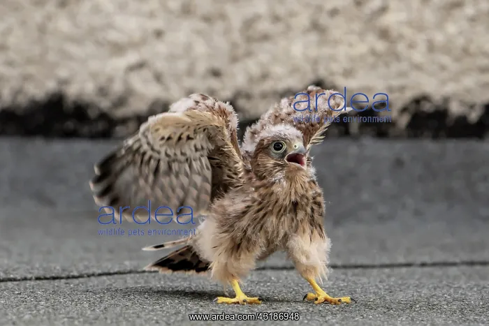 : Common Common Kestrel (Falco tinnunculus), young : Common Common Kestrel (Falco tinnunculus), young