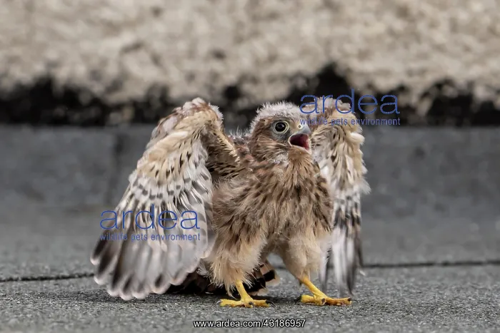 : Common Common Kestrel (Falco tinnunculus), young : Common Common Kestrel (Falco tinnunculus), young