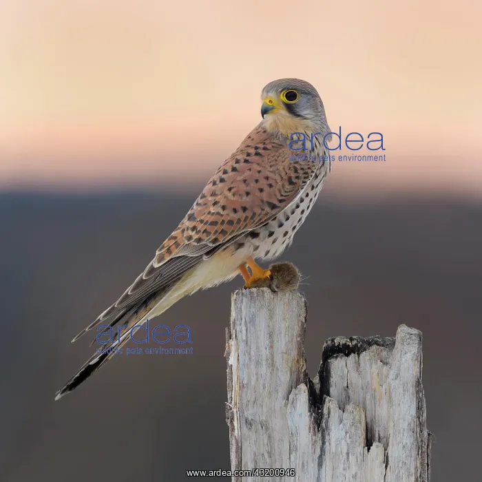 : Common Common Kestrel (Falco tinnunculus), young : Common Common Kestrel (Falco tinnunculus), young