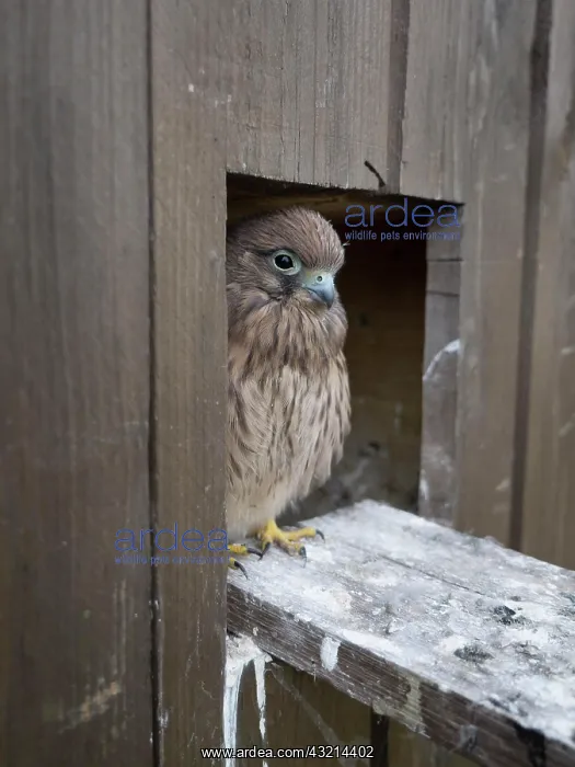 : Common Common Kestrel (Falco tinnunculus) young : Common Common Kestrel (Falco tinnunculus) young