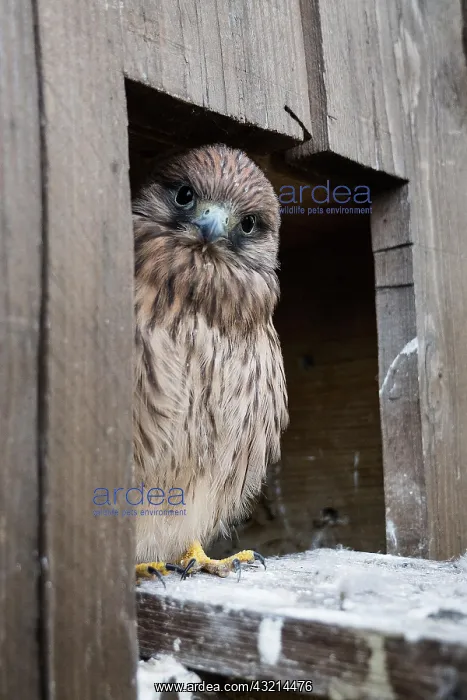 : Common Common Kestrel (Falco tinnunculus) young : Common Common Kestrel (Falco tinnunculus) young
