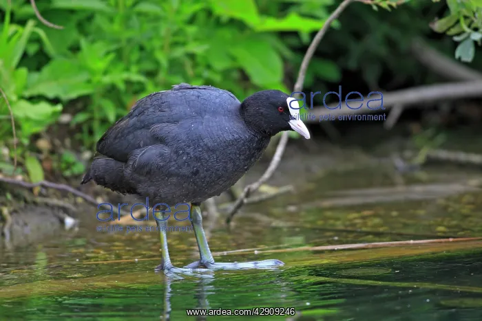: Common Coot : Common Coot