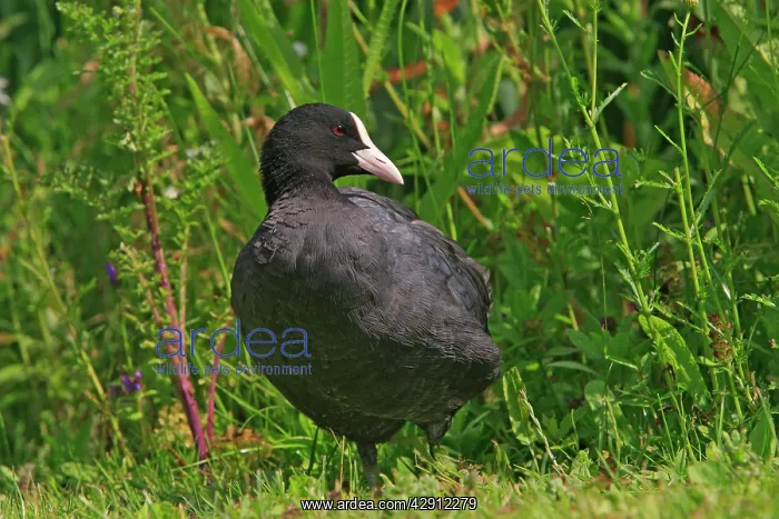 : Common Coot : Common Coot