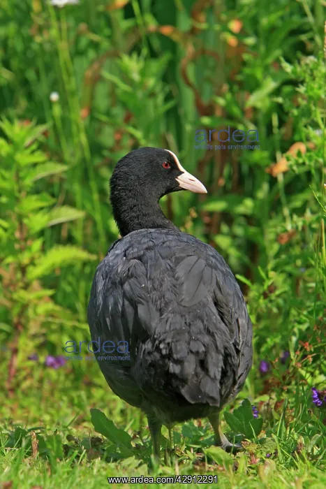 : Common Coot : Common Coot