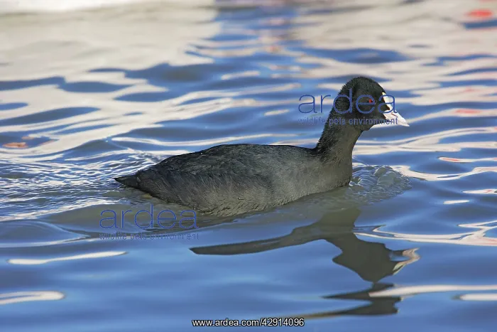 : Common Coot : Common Coot