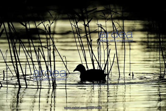 : Common Coot : Common Coot
