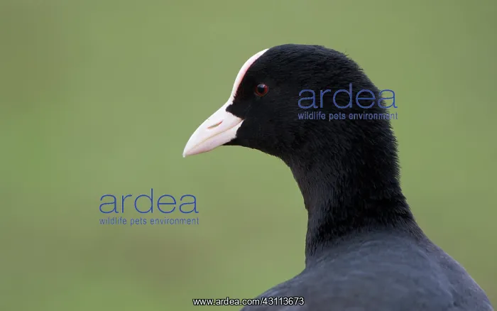 : Common Coot : Common Coot