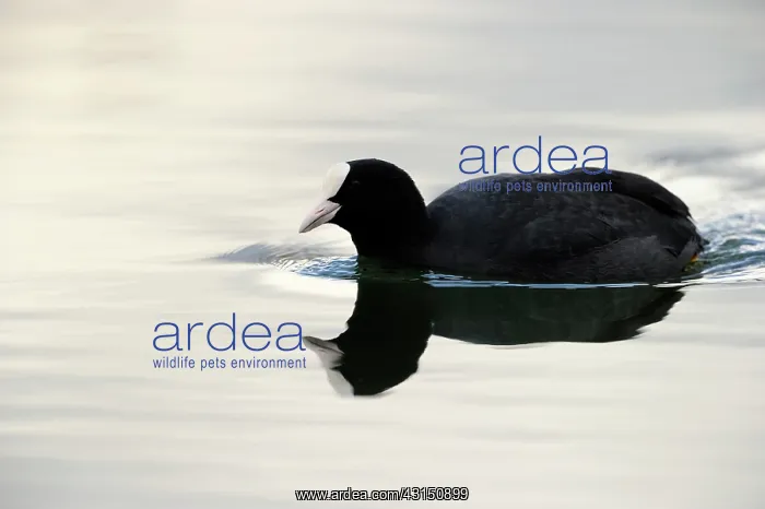 : Common Coot : Common Coot
