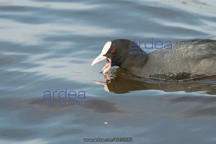 : Common Coot : Common Coot
