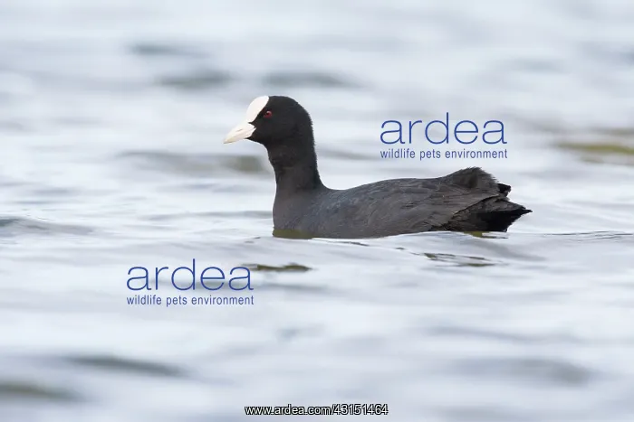 : Common Coot : Common Coot