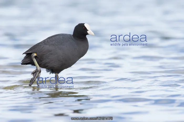  : Common Coot