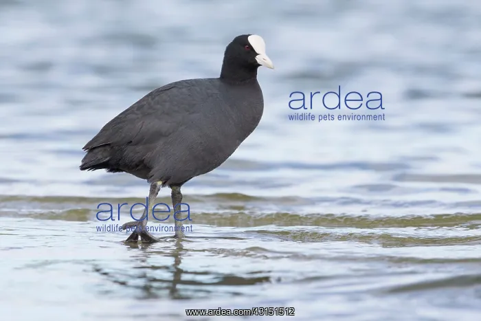 : Common Coot : Common Coot