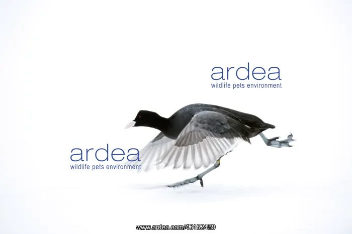 : Common Coot : Common Coot