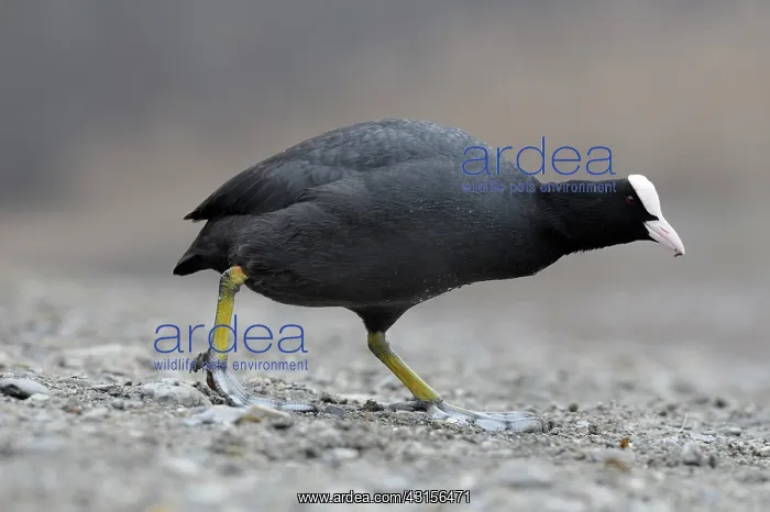 : Common Coot : Common Coot