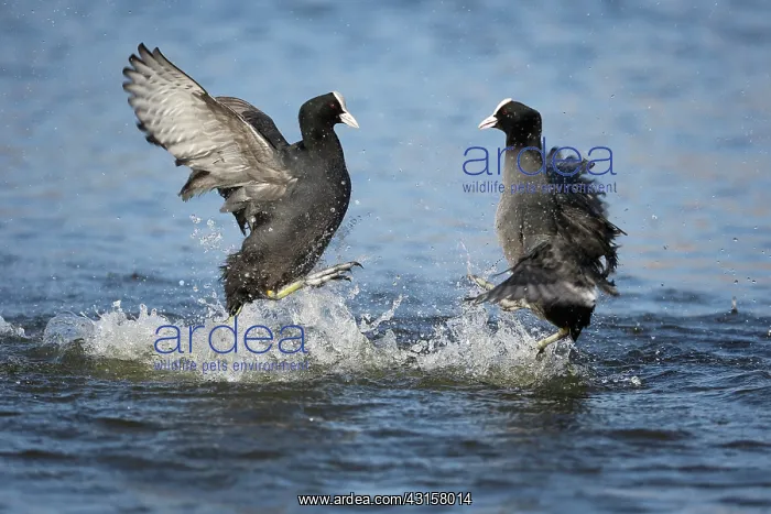 : Common Coot : Common Coot