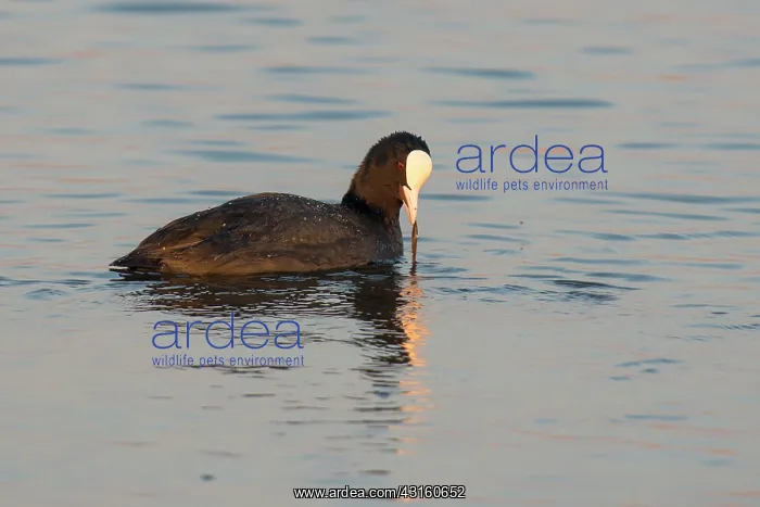 : Common Coot : Common Coot