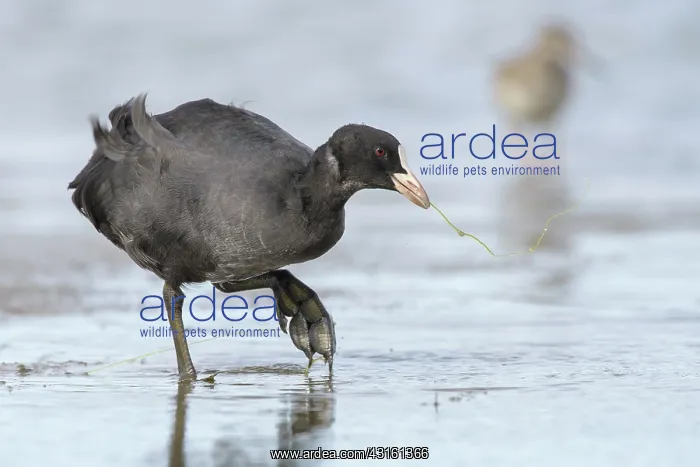 : Common Coot : Common Coot