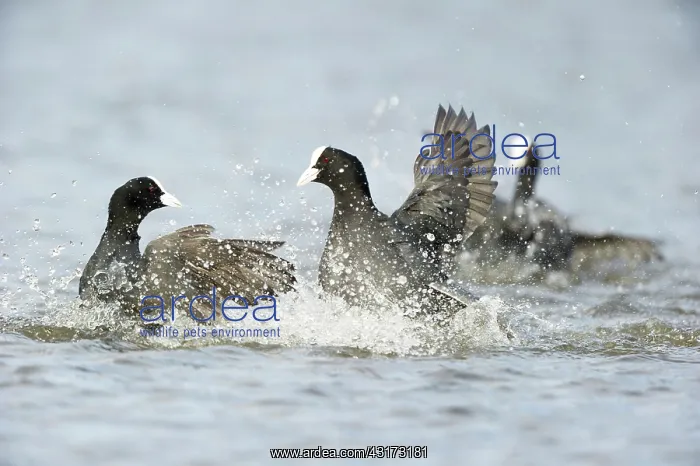: Common Coot : Common Coot