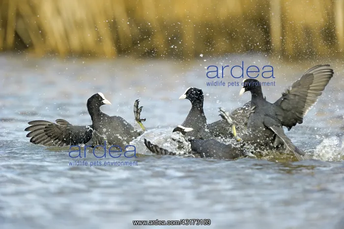 : Common Coot : Common Coot