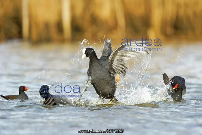 : Common Coot : Common Coot