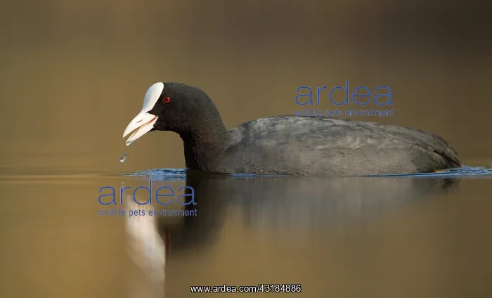 : Common Coot : Common Coot