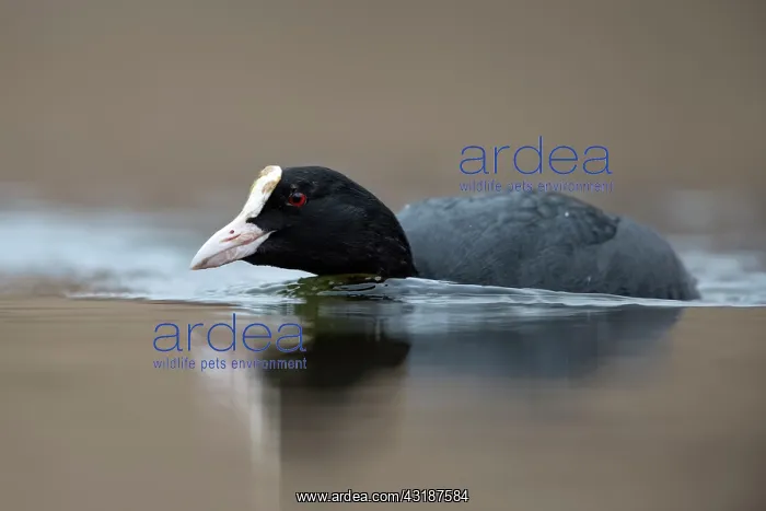 : Common Coot : Common Coot