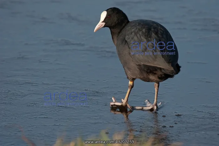 : Common Coot : Common Coot