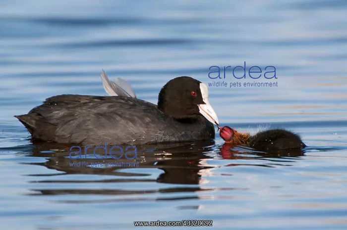 : Common Coot : Common Coot