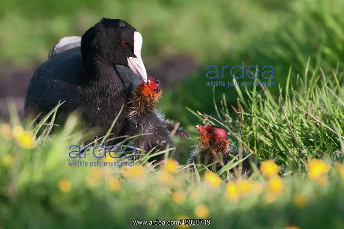  : Common Coot