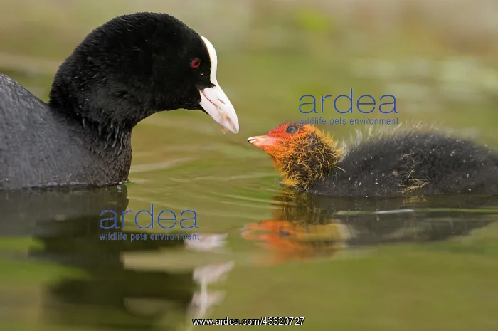 : Common Coot : Common Coot