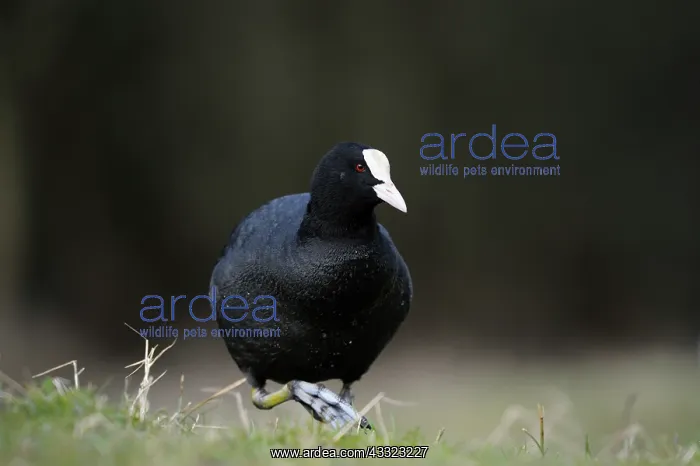 : Common Coot : Common Coot