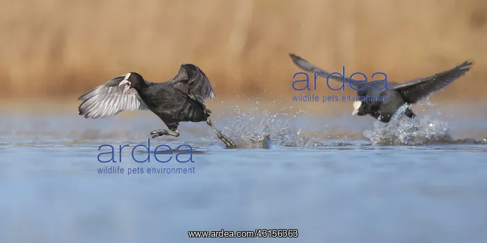 : Common Coot chasing (Fulica atra) another coot : Common Coot chasing (Fulica atra) another coot
