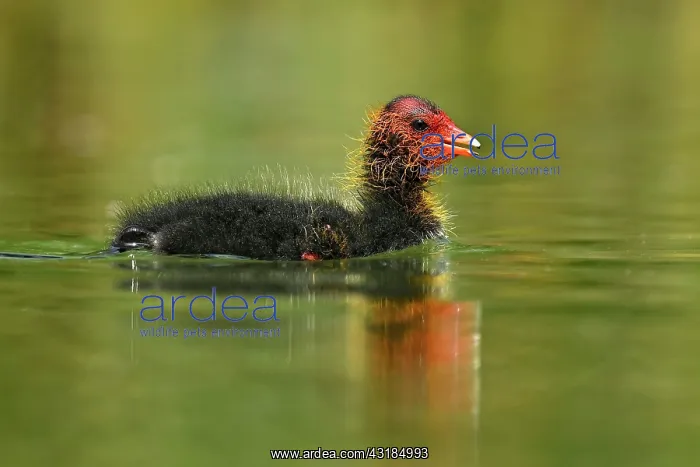 : Common coot ( Fulica atra) Chicks swimming in water : Common coot ( Fulica atra) Chicks swimming in water