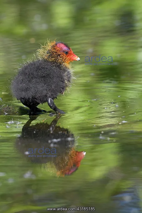: Common coot (Fulica atra), coot, young bird, May : Common coot (Fulica atra), coot, young bird, May