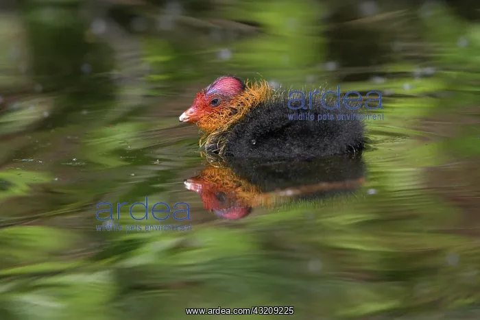  : Common coot (Fulica atra), coot, young bird, May