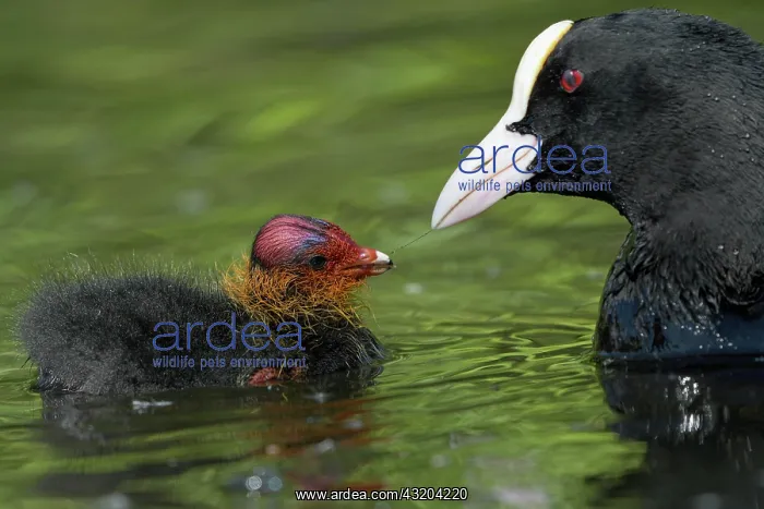 : Common coot (Fulica atra), Eurasian Coot, Old bird : Common coot (Fulica atra), Eurasian Coot, Old bird