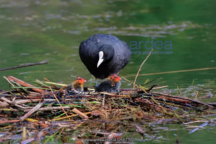 : Common coot (Fulica atra), feeding chicks on floating : Common coot (Fulica atra), feeding chicks on floating