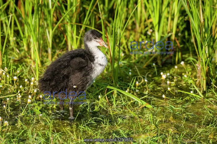 : Common Coot (Fulica atra) juvenile, standing in : Common Coot (Fulica atra) juvenile, standing in