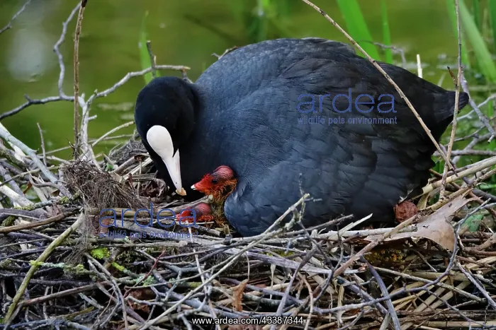 : Common coot (Fulica atra), May, Germany, Europe : Common coot (Fulica atra), May, Germany, Europe