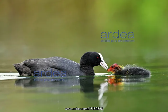 : Common coot ( Fulica atra) Old animal, feeding a : Common coot ( Fulica atra) Old animal, feeding a