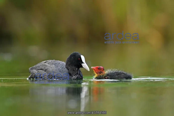 : Common coot ( Fulica atra) Old animal, feeding a : Common coot ( Fulica atra) Old animal, feeding a