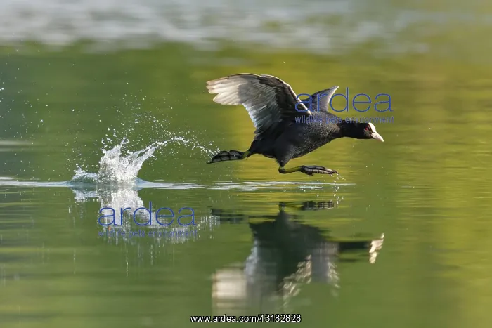 : Common coot ( Fulica atra), Old animal running : Common coot ( Fulica atra), Old animal running