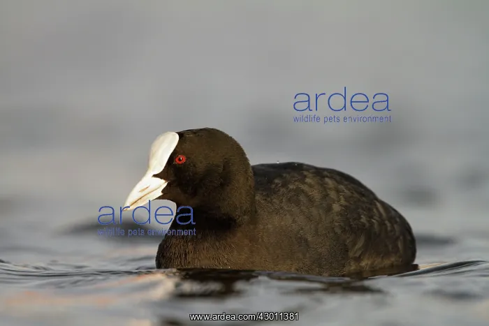  : Common Coot swimming Cleveland, UK