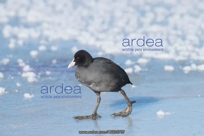 : Common Coot winter : Common Coot winter