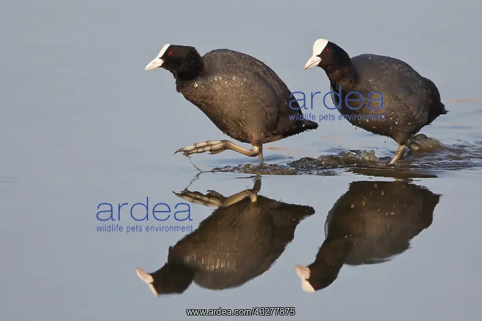  : Two common coots (Fulica atra) running in water