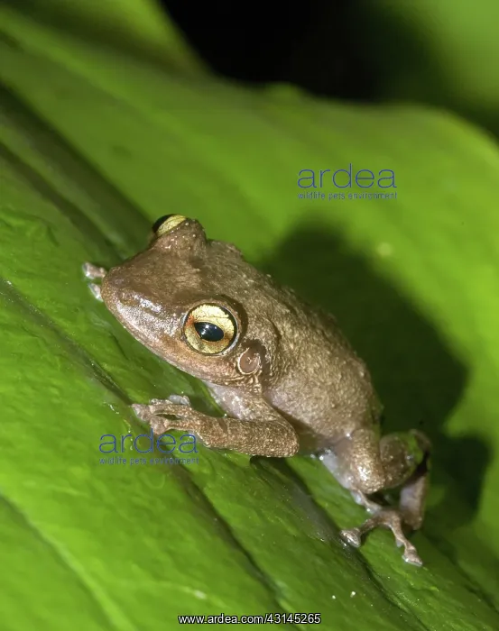 : Common coqui : Common coqui
